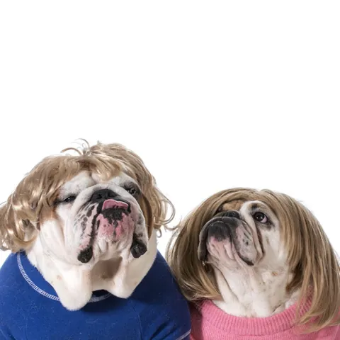 Peluca Divertida para Mascotas Perros Gatos Dorado Fibra Sintética Cosplay Pelo Largo Rizado Lacio Accesorios de Disfraz de Halloween para Bulldog Francés