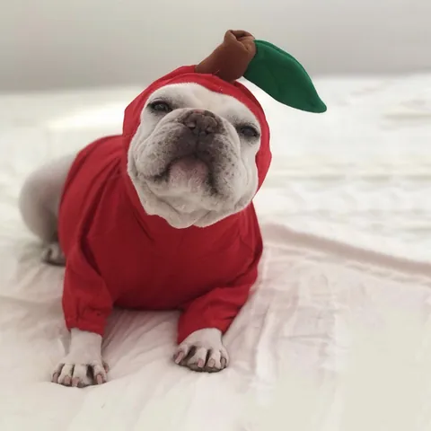 Pet Halloween Fruit Transformation Outfit Soft Cotton Dog Cat Hoodie Apple Pineapple Style Puppy Holiday Party Outfit