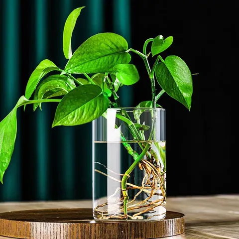 Borosilikatglas Zylindervase Für Hydrokulturpflanzen Moos Mikrolandschaft Transparent Klar Dekorative Desktop Flasche