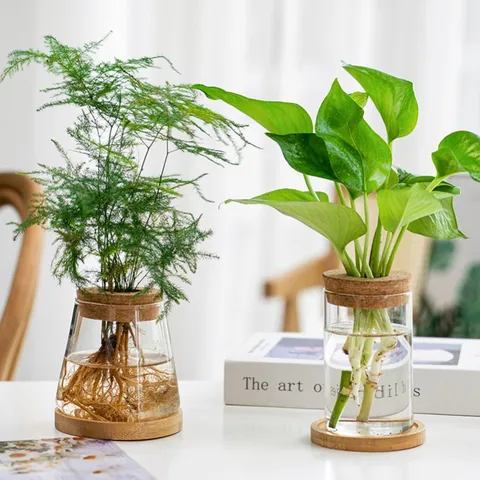 Vaso Idroponico in Vetro Borosilicato Trasparente Bottiglia Ecologica Con Sughero E Vassoio in Bambù Per Arredamento