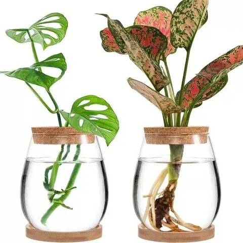 Florero Hidropónico de Vidrio de Borosilicato Transparente Con Tapa de Corcho Y Base de Madera Botella Ecológica De Musgo Para Decoración De Hogar Oficina