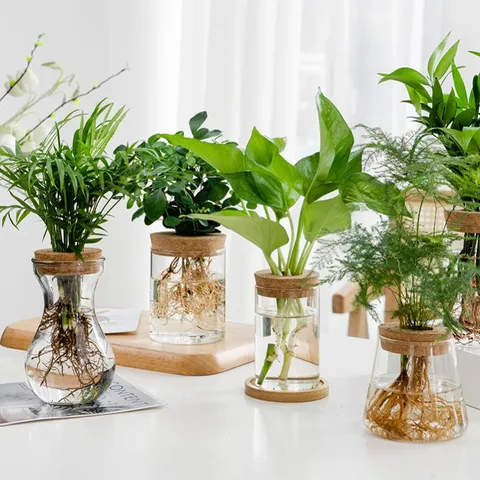 Vaso Idroponico in Vetro Borosilicato Trasparente Bottiglia Ecologica Con Sughero E Vassoio in Bambù Per Arredamento