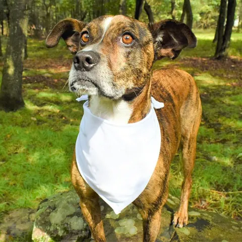 Foulard Triangle pour Chien de Compagnie en Polyester Blanc Uni Réglable DIY Transfert thermique Bavoir pour Chien Accessoires