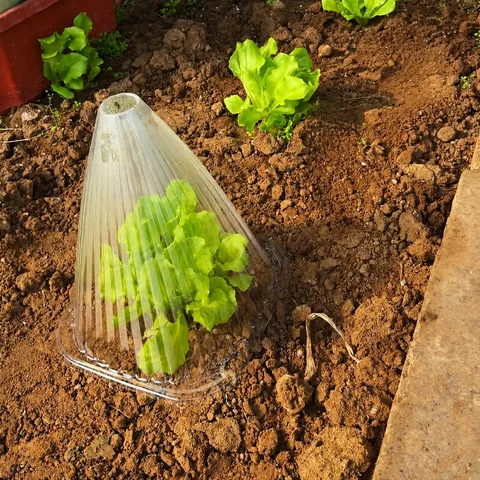 Transparent Plastic Plant Protection Cover Anti-Frost Seedling Cloche Dome Greenhouse Cover For Garden Vegetables Flowers