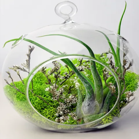 Clear Glass Terrarium Hanging Globals Planter Vase Flat Bottom Open Double Hole Ball For Air Plants Succulents Home Decor