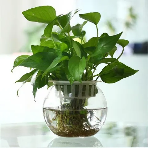 Récipient à Poisson en Verre Transparent Rond Vase Hydroponique pour Plantes Succulentes Terrarium de Mousse Pot de Fleur de Bureau