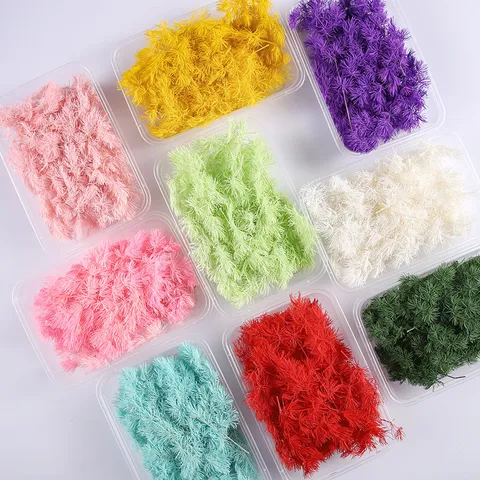 Flores Secas de Helecho Esparraguera Preservadas Naturales Materiales DIY Planta Real Rellenos de Sachet Decoración del Hogar