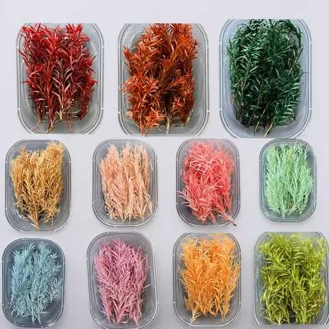 Flores Secas Naturales Ramo de Melaleuca Preservado Arreglo Floral DIY Artesanía Decoración del Hogar Fiesta Fotografía Accesorios