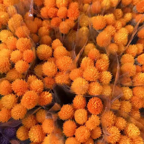 Φυσικά Αποξηραμένα Λουλούδια Globe Amaranth Μπουκέτο Πραγματικά Στελέχη Φυτών για Διακόσμηση Σαλoνιού Σπιτιού Σύνθεση Λουλουδιών Χειροτεχνία Δώρα