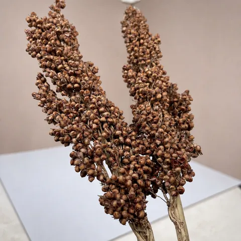 Estilo Nórdico Flor de Sorgo Seca Blanca Ramo de Planta Natural Decoración del Hogar Accesorios de Fotografía