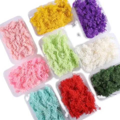 Flores Secas de Helecho Esparraguera Preservadas Naturales Materiales DIY Planta Real Rellenos de Sachet Decoración del Hogar