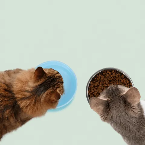 Stainless Steel Pet Bowl Anti Slip Dog Food Bowl Dual Use Feeding Bowl With Plastic Shell And Rubber Base For Cats And Dogs