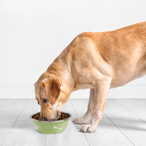 Stainless Steel Pet Bowl Cute Bone And Paw Print Dog Cat Feeding Bowl Anti Slip Food Water Bowl Pet Supplies
