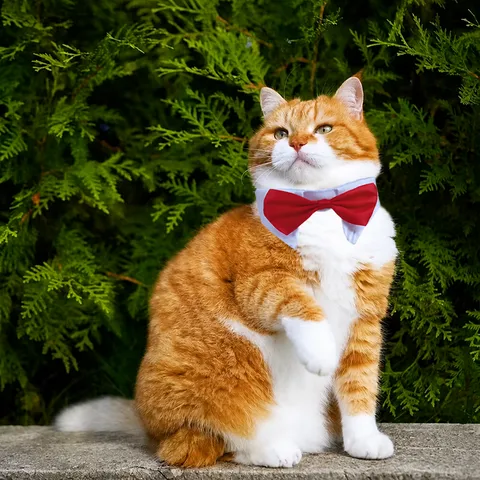 Pet Cat Dog Bowtie Collar Adjustable Fake Collar Wedding Party Costume Accessories