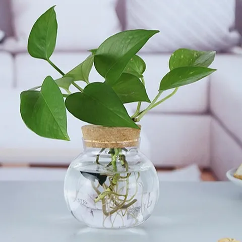 Hoog Borosilicaatglas Transparant Hydrocultuur Vaas Modern Minimalistisch Plant Bloem Fles Desktop Huisdecoratie