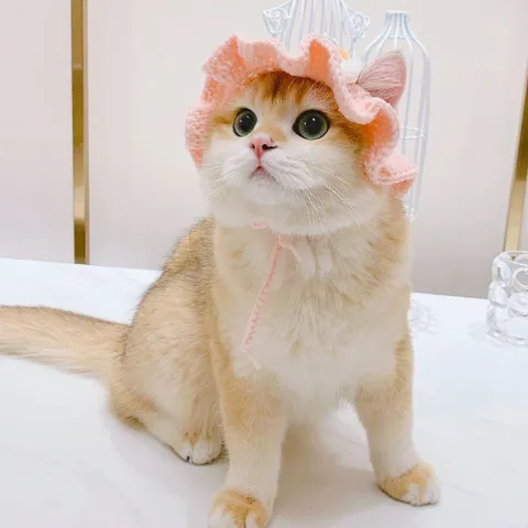 Handmade Knitted Woolen Pet Hat Cute Lace Cat Hat Small Dog Headwear Princess Style Pet Costume