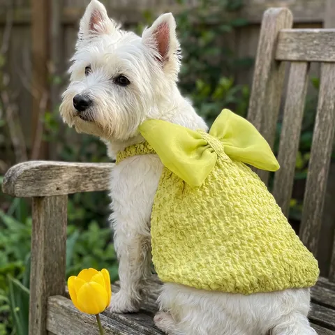 Carino Vestito Cane Animale Domestico Primavera Estate Cucciolo Gonna A Bolle Con Grande Fiocco Rete Principessa Piccoli Cani