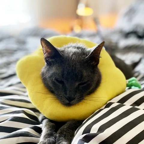 Cute Fruit And Toast Shape Pet Elizabethan Collar Soft Plush Anti-Lick Recovery Cone For Cat Dog