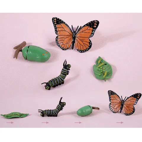 Giocattolo del Ciclo di Vita in Legno Montessori Tavola Cognitiva del Ciclo di Crescita di Animali e Piante Giocattoli Scientifici Educativi Precoce per Bambini