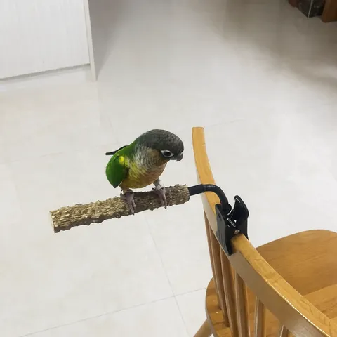 Posatoio Multifunzionale per Pappagallo in Metallo e Legno di Pepe Supporto Anti-Morso Forniture di Giocattoli per Addestramento Animali