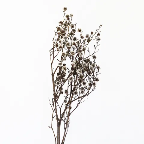 Mazzo di Fiori Secchi Naturali Preservati Palla Soffice Floreale Arredamento Casa