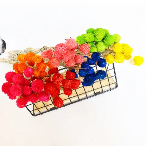 Fiori di Amaranto Globoso Secchi Naturali Mazzo Fai da Te Materiali Floreali per Decorazioni per la Casa Feste di Matrimonio