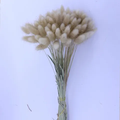 Bouquet de Herbe de Queue de Lapin Séchée Naturelle Herbe de Roseau Moelleuse Pour Décoration de Maison Accessoires de Photographie