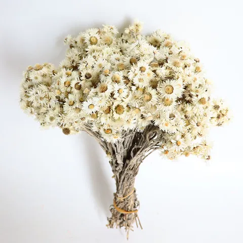 Bouquet di Fiori Secchi Naturali Piccole Margherite Fiori di Roccia Decorazione per la Casa Composizione Floreale Letteraria Bouquet di Piante Secche