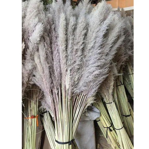 Bouquet di Fiori Secchi di Grande Canna Soffice in Erba della Pampa Secca Naturale Per Decorazione della Casa Matrimonio Festa