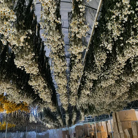 Bouquet di Fiori Secchi Naturali Stile Nordico Margherita a Foglie d'Argento Piccoli Fiori Bianchi Per Decorazioni Casa Oggetti di Fotografia