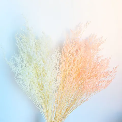 Natural Preserved Flowers Dried Statice Bleached White Bunch For Home Decor Photography Props Floral Arrangement