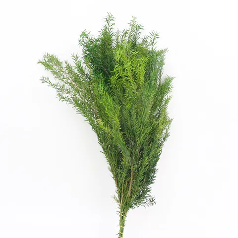Yunnan Bouquet di Fiori Eterni Melaleuca Alternifolia Preservati Fiori Secchi di Pianta Naturale per Decorazioni di Matrimoni e Feste in Casa