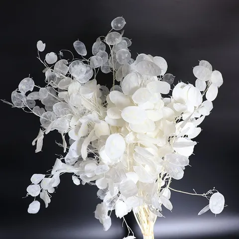 Natural Preserved Silver Dollar Eucalyptus Dried Flowers Lunaria Leaves For Home Decor Wedding Party Photography Props