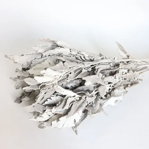 Natural Dried Silver Ragwort Flowers Bunch For Wedding Home Decor Photography Rustic Style Dried Floral Arrangement Home Decor