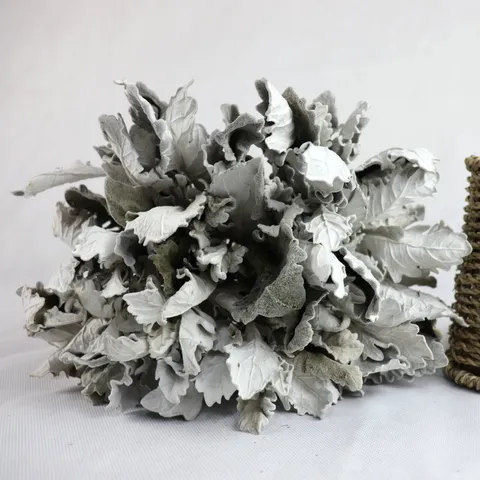 Natural Dried Silver Ragwort Flowers Bunch For Wedding Home Decor Photography Rustic Style Dried Floral Arrangement Home Decor