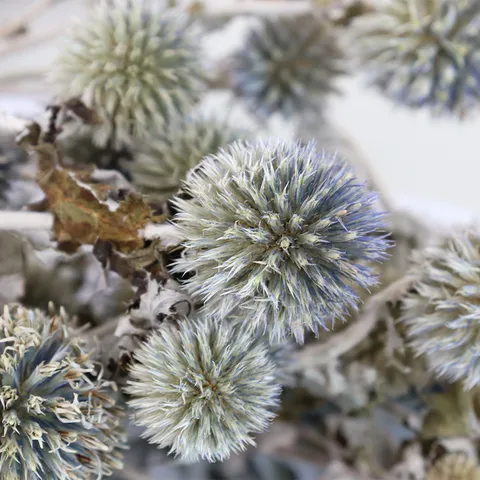 Natural Dried Globe Thistle Flowers Bouquet Rustic Dried Echinops Flowers For Home Wedding Floral Arrangement Decor