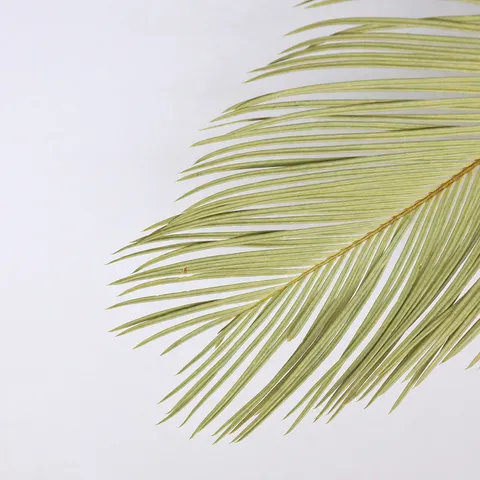 Natural Dried Palm Leaves Dried Flowers Branch For Wedding Home Decor Boho Floral Arrangement Natural Plant Home Decoration