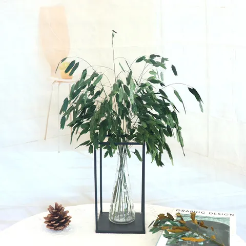 Bouquet di Fiori Secchi Preservati in Stile Nordico Ins Piccola Erba Panicum Vero Fiore Secco Composizione di Arredamento per la Casa