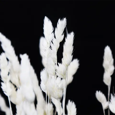 Bouquet di Erba della Pampa Essiccata Naturale Steli di Fiori Preservati Composizione Floreale Soffice Per Arredamento Casa Rustico Boho