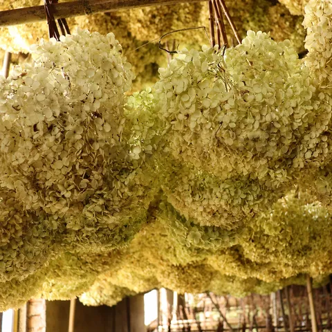 Natural Dried Hydrangea Flowers Branch Real Dried Flower For Home Decor Wedding Party Floral Arrangement Photography Props