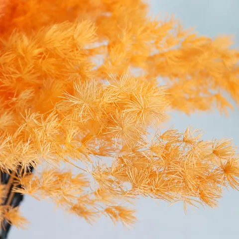Fiori Secchi di Felce Asparagus Preservati Materiali Floreali DIY Per Scatola Regalo Copertura in Vetro Decorazione per Feste di Matrimonio a Casa