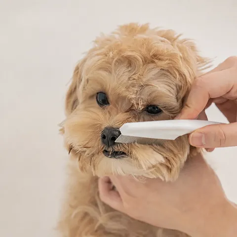 Pet Flea Comb Stainless Steel Dense Teeth Grooming Comb For Cats And Dogs Face Tear Stain Removal Pet Cleaning Tool