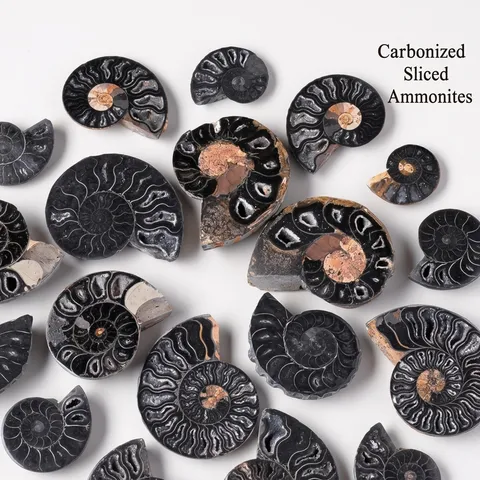 Fette di Fossili di Ammonite Naturale Esemplare Minerale di Conchiglia Carbonizzata Pietre Lucidate per Creazione di Gioielli Collana Orecchini Ornamenti Casa