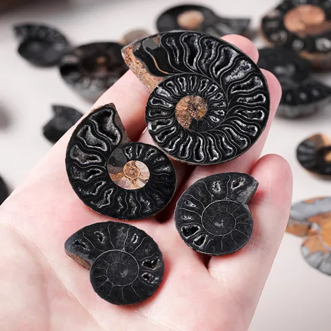 Natürliche Ammonit Fossil Scheiben Karbonisierte Schnecke Mineralprobe Polierte Muschelsteine Für Schmuckherstellung Halskette Ohrring Ornamente Haus Deko