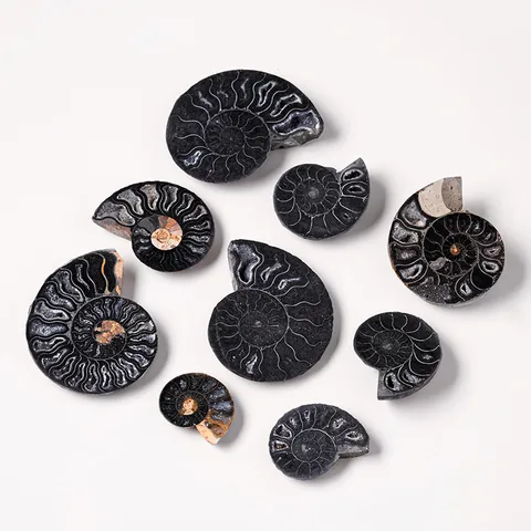 Natürliche Ammonit Fossil Scheiben Karbonisierte Schnecke Mineralprobe Polierte Muschelsteine Für Schmuckherstellung Halskette Ohrring Ornamente Haus Deko