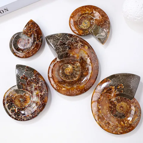 Natürliche Ammoniten Schneckenfossil Schale Ornament Dekorativer Aschenbecher Kristall Mineralienprobe Für Wohnzimmer Arbeitszimmer Deko