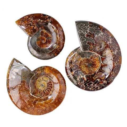 Natürliche Ammoniten Schneckenfossil Schale Ornament Dekorativer Aschenbecher Kristall Mineralienprobe Für Wohnzimmer Arbeitszimmer Deko