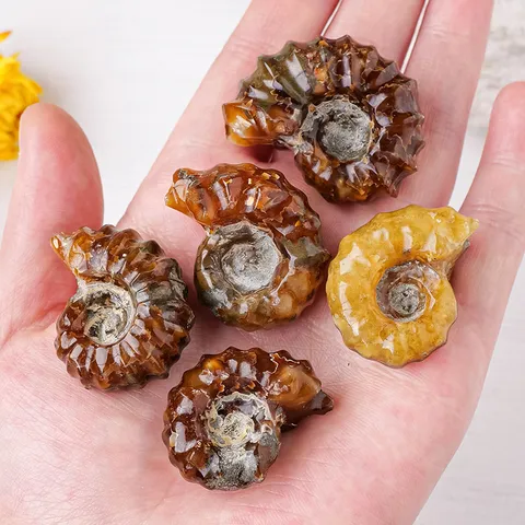 Natuurlijk Ammoniet Fossiel Specimen Geagateerde Nautilus Mineraalsteen Helende Kristal Huis Decoratie Collectie Handstuk Cadeau