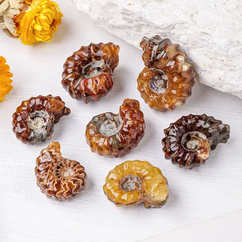 Natuurlijk Ammoniet Fossiel Specimen Geagateerde Nautilus Mineraalsteen Helende Kristal Huis Decoratie Collectie Handstuk Cadeau