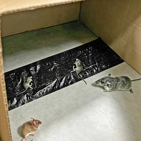 Heavy Duty Black Strong Sticky Mouse Carpet Lengthened Adhesive Rodent Trap Pest Control Pad For Home